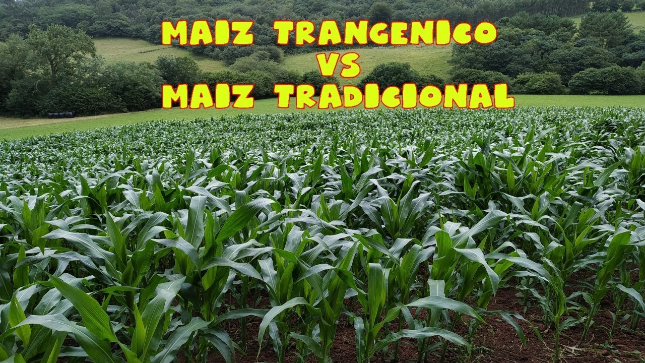 🚫 PELIGRO, Maíz transgénico y Maíz tradicional ||Peligro trangénicos || #transgenicos