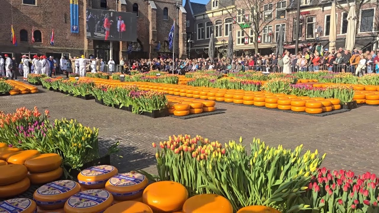 Cheese Market in Alkmaar