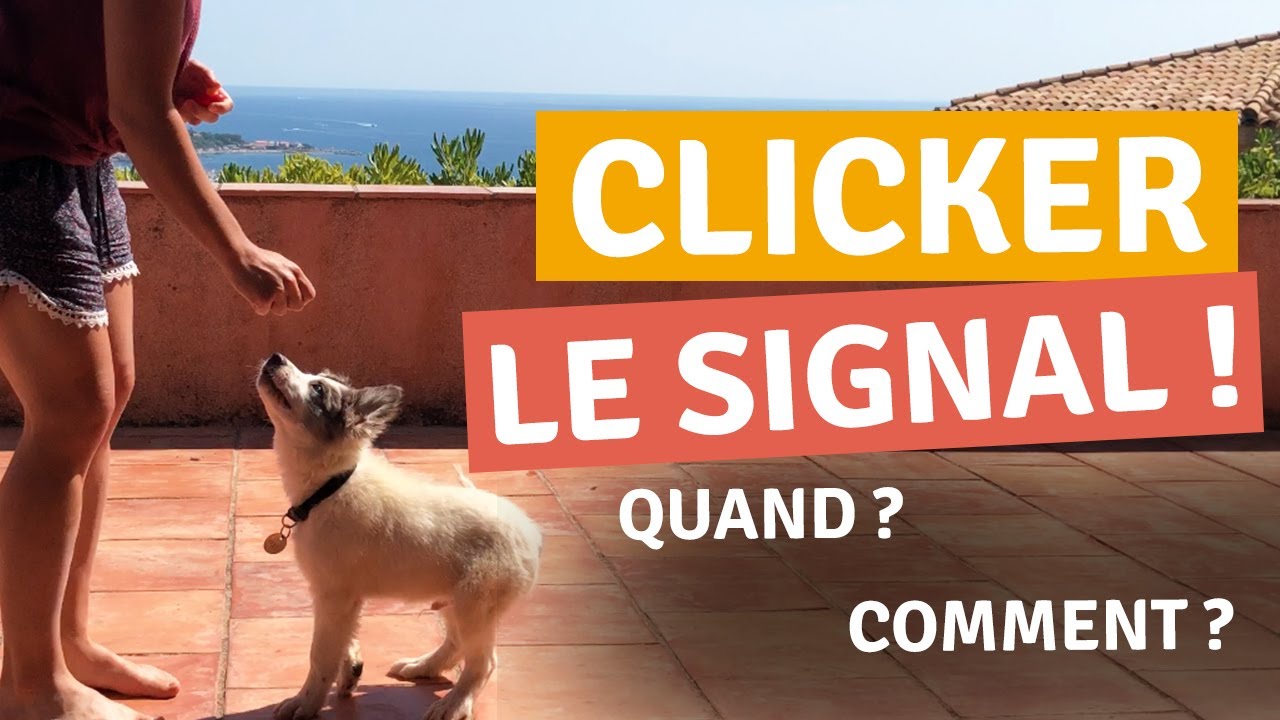 APPRENDRE LE ASSIS AU CLICKER TRAINING