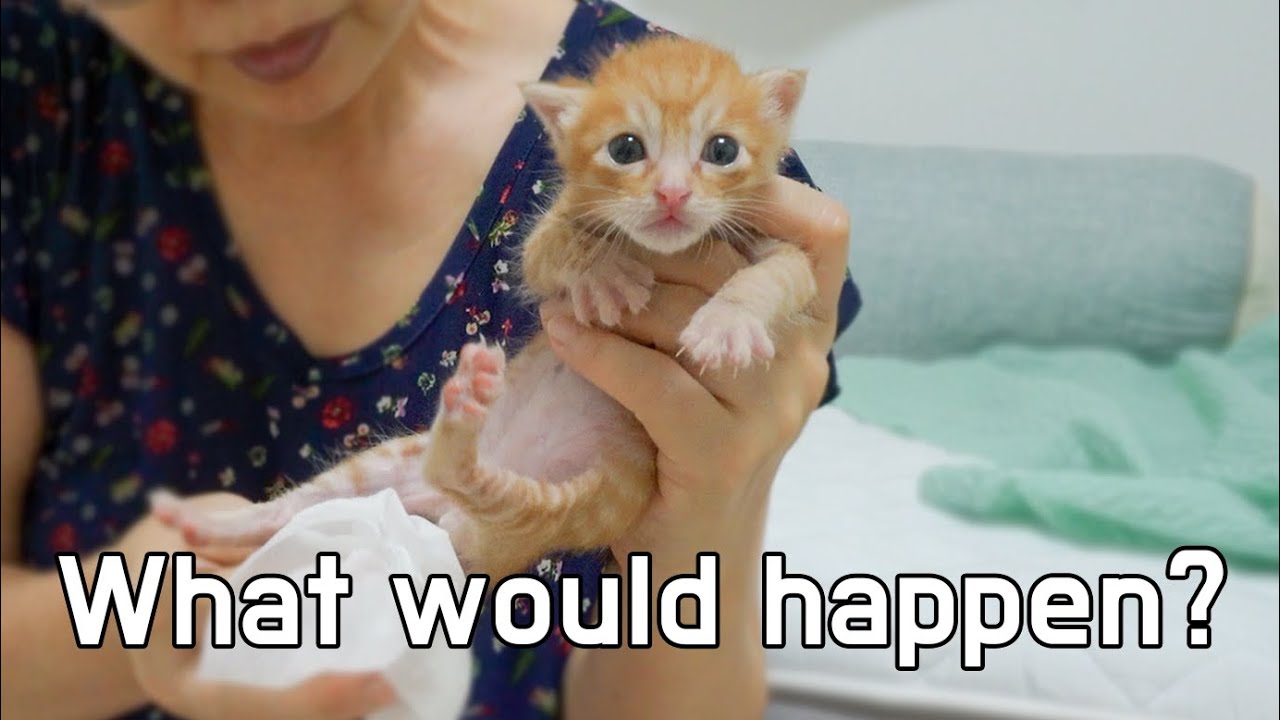 After 10 seconds, This Kitten will Scream a Lot!