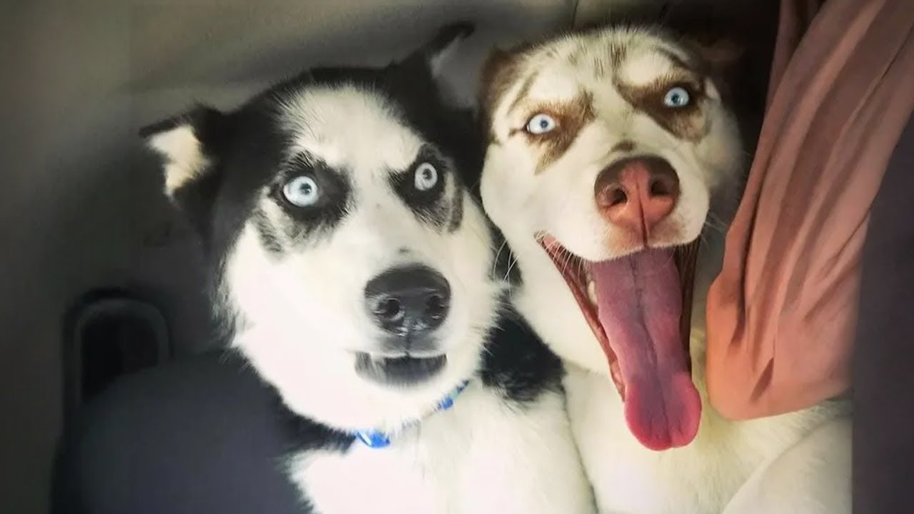 When Huskies Deserve an Oscar for Being Comedians 🎭🐶 | 30 Minutes of Laughs