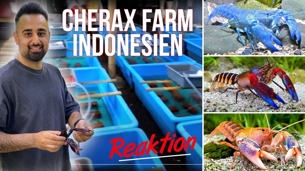 Chris Lukhaup besucht XXL Cherax Farm in Indonesien! 🇮🇩 | Farschad REAKTION