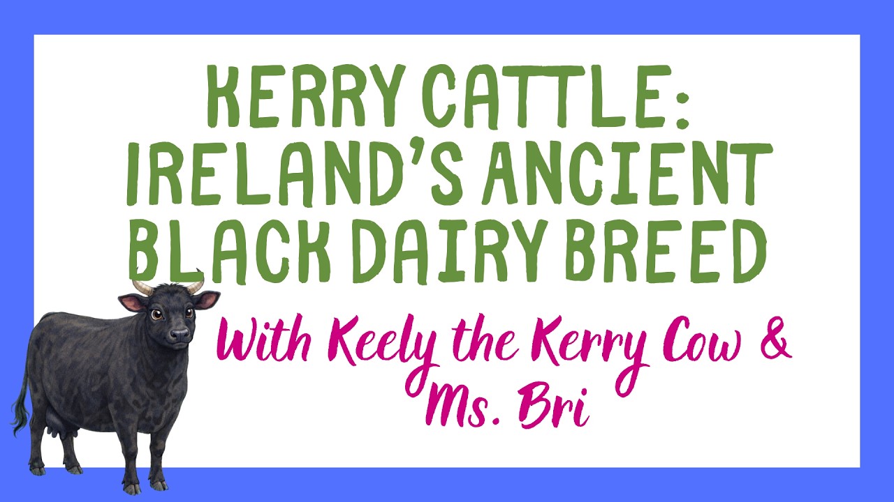 Kerry Cattle : Rare Breed of the Week