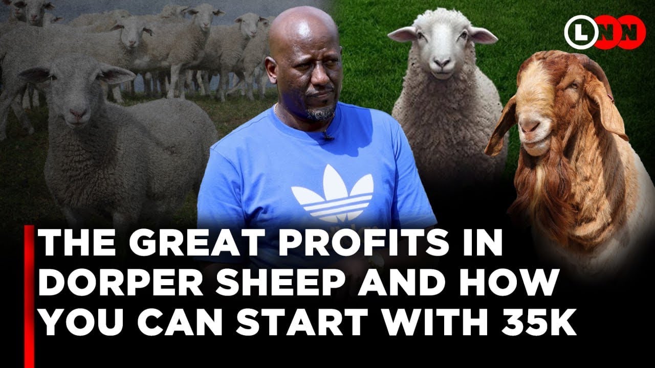 The Great Profits in Dorper Sheep Farming & How You Can Easily Start With Just 35K | LNN