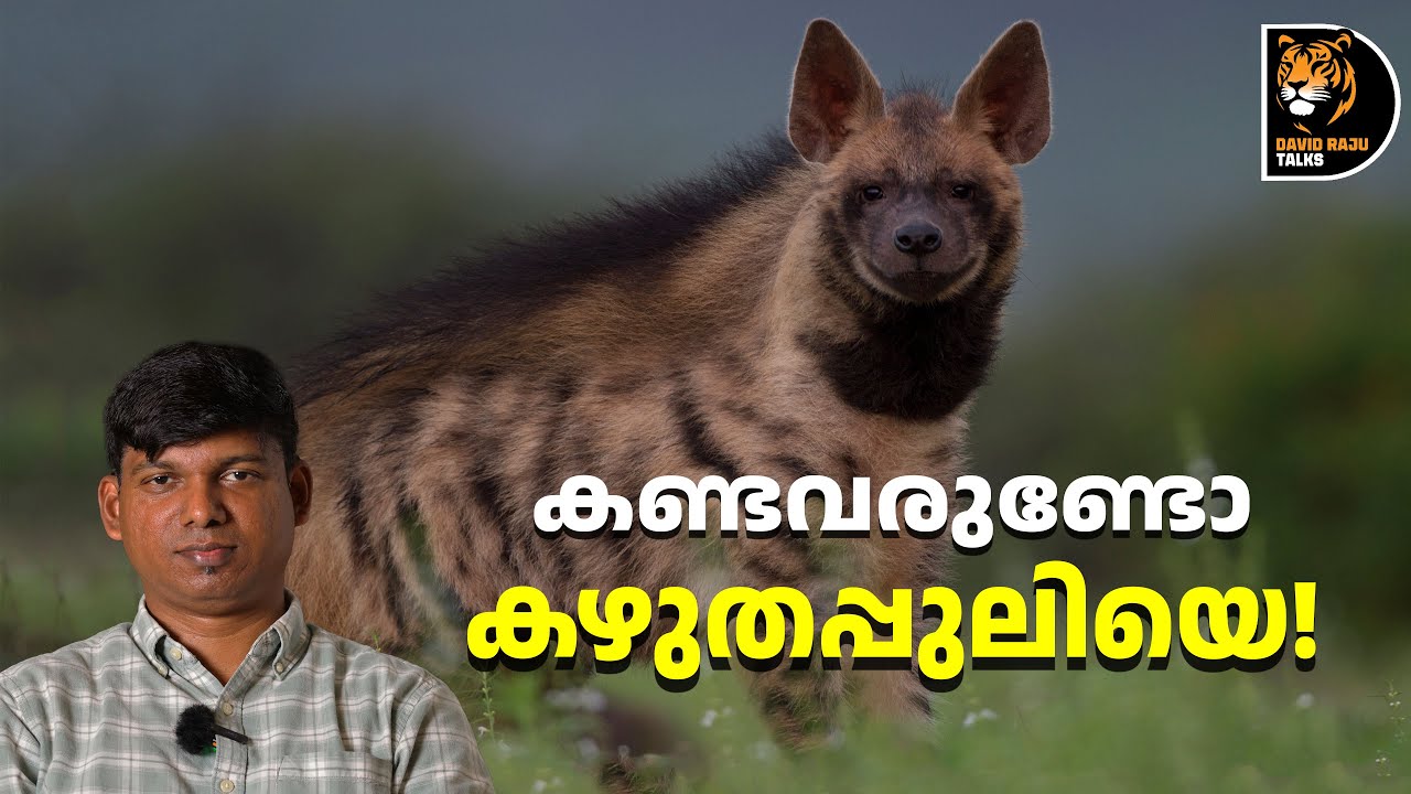 കൗശലക്കാരനല്ല കഴുതപ്പുലി! Hyenas; #davidrajutalks #wildlife #animals
