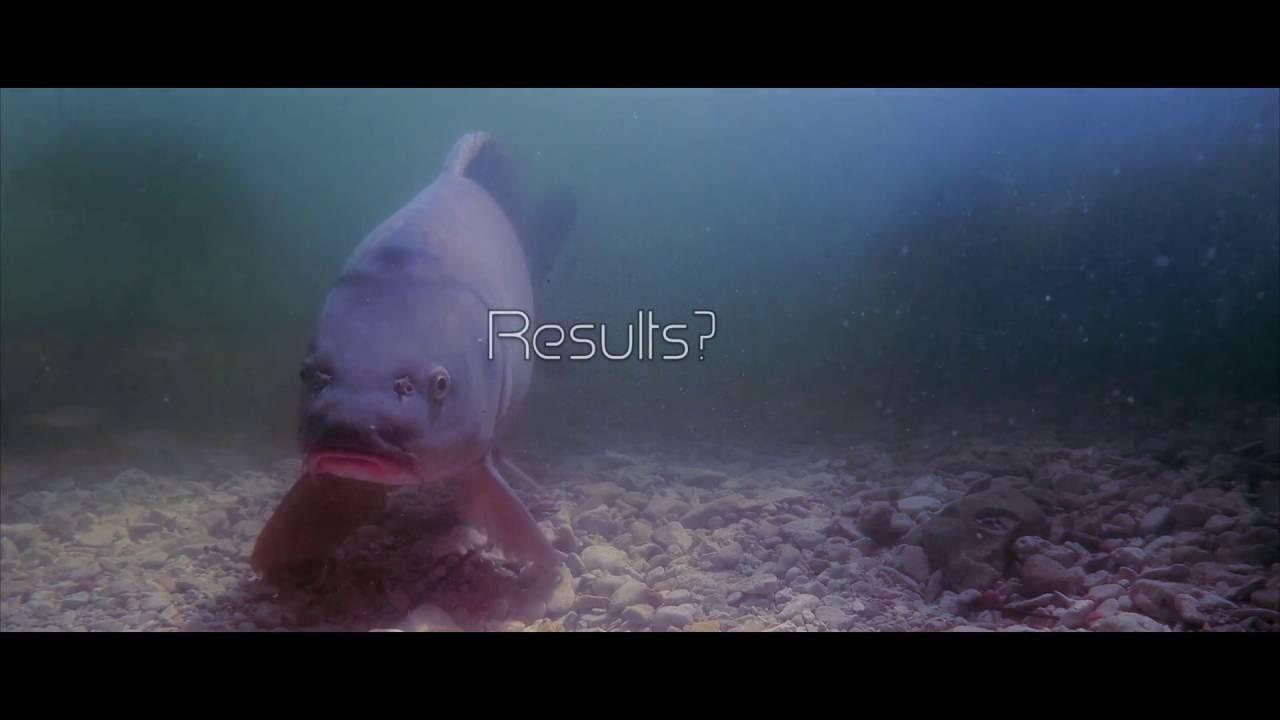 Underwater Carp fishing