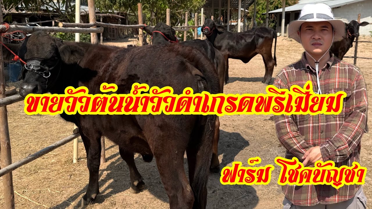 วัวดำเกรดพรีเมี่ยม ต้นนำ ฟาร์ม โชคบัญชา ขายวัวดำต้นน้ำต่อยอดวัวเกรดพรีเมี่ยม #วัว #วัวดำ #วัววากิว