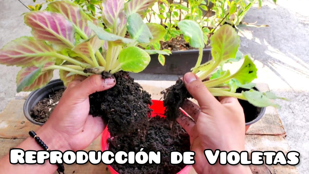 Método de REPRODUCCIÓN DE VIOLETAS por DIVISIÓN ➗ (Tips y explicación) 🍃🪴