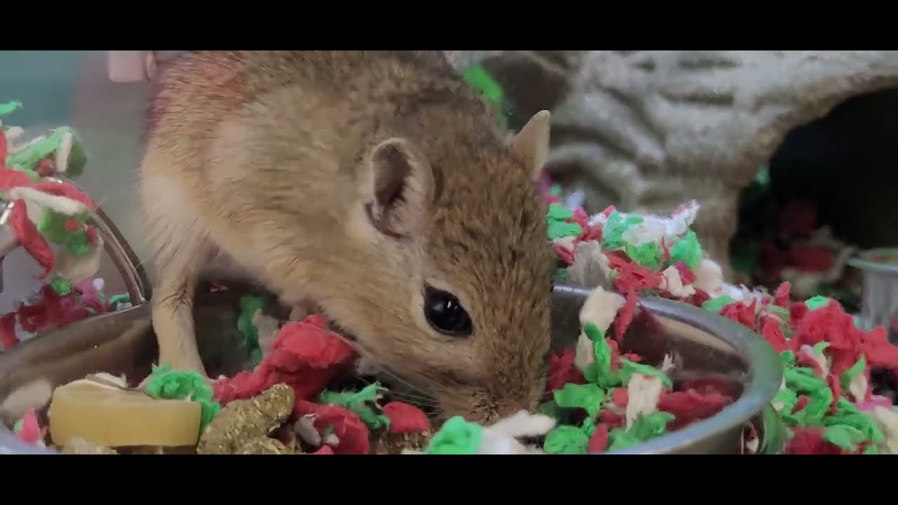Friendly GERBIL AT LUNCH time