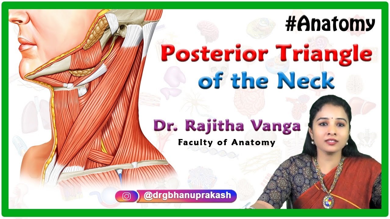 Posterior triangle of the neck