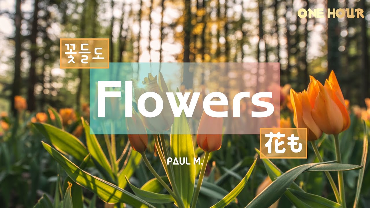 [1시간] 꽃들도 花も Hanamo(Flowers) 1 Hour Worship Piano BGM⎪워십 피아노BGM 연속듣기⎪묵상,QT,기도 // 공민 PAUL M.