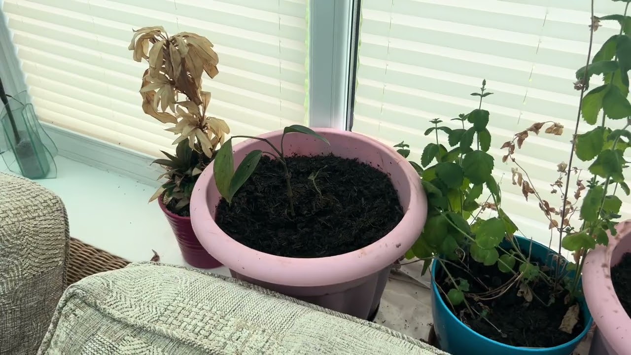 Gardening-Pakalomattom Out&In door Garden Redhill Surrey UK 2025