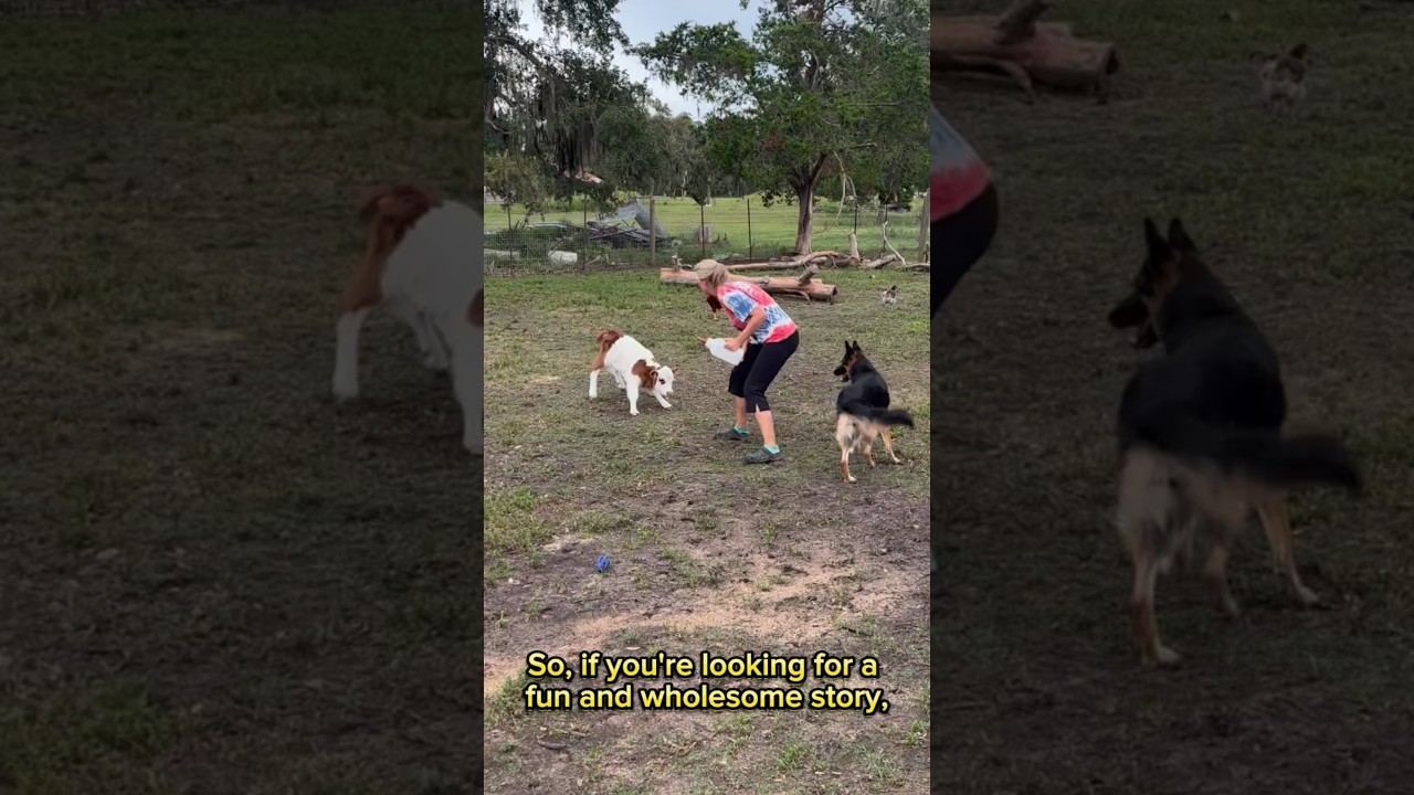 Nightly exercise routine at Hartland Oaks is a game of tag with a baby cow and a herding dog!