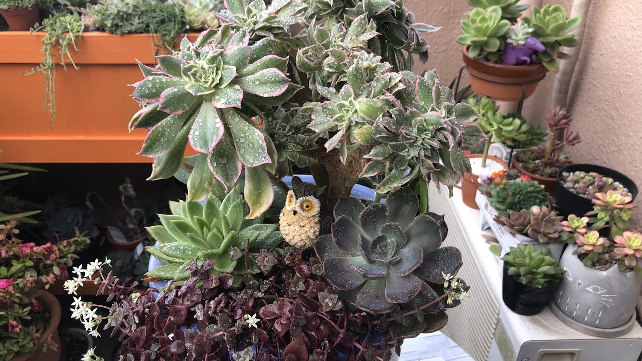 Mix Succulent Arrangement | My Succulent Collection @marvinahatano802  #succulentlover