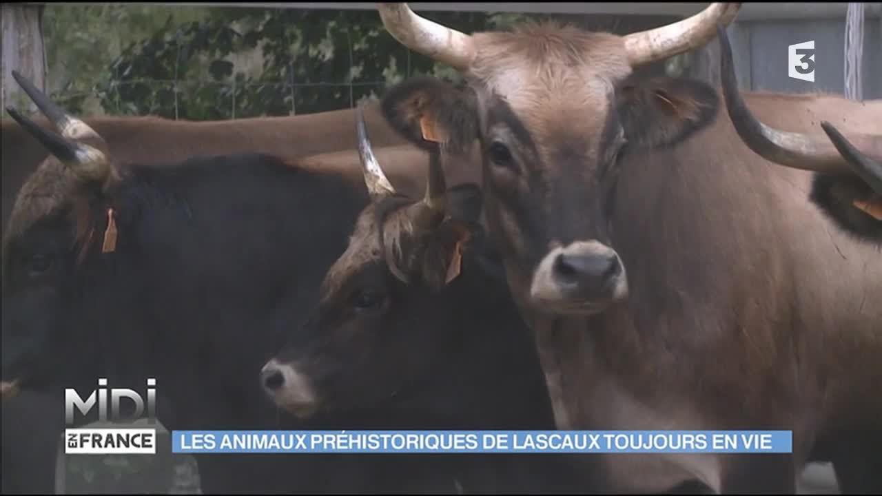 Les Aurochs, des animaux préhistoriques toujours en vie