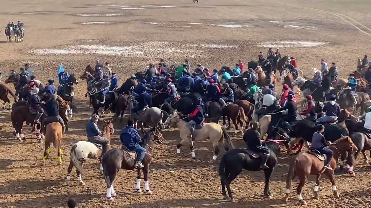 15.02.2026 Коля шабандоз Беташар салым Арыс көкпар