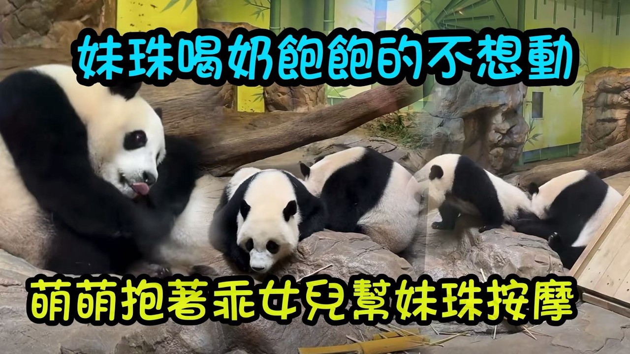 妹珠喝飽奶醉奶了，吃飽飽不想動萌萌幫女兒按摩啃腳丫#panda  #cutepanda #熊貓妹珠 #熊貓妹豬
