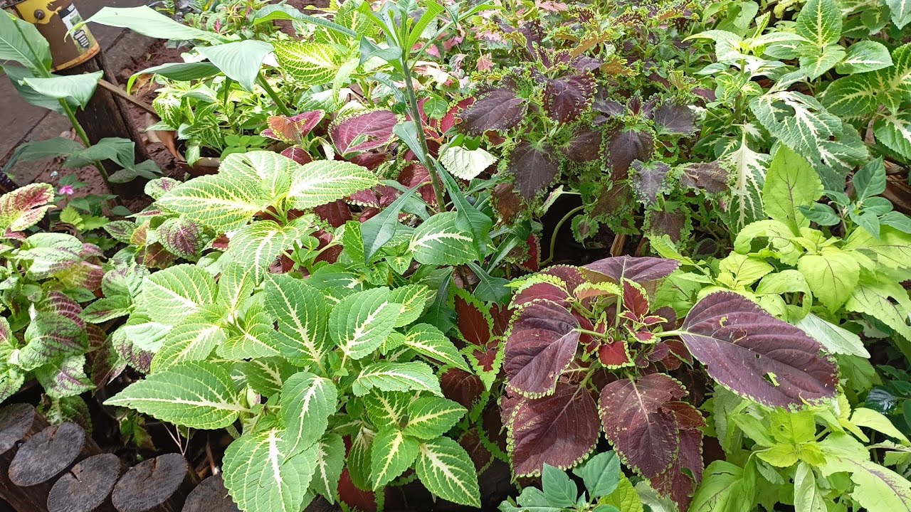  COLEUS.....UMA LINDEZA ...PINTURA FEITA POR DEUS 🥰♥️♥️♥️