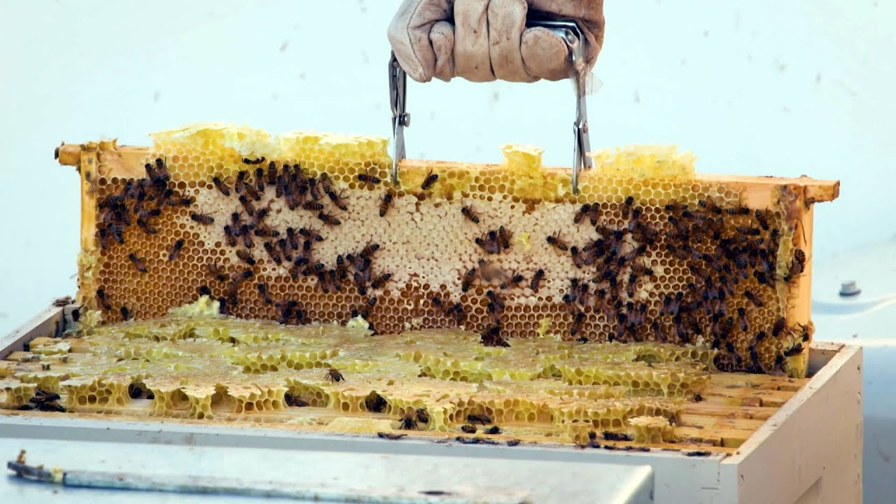 The Garden Gurus - Bees and Honey