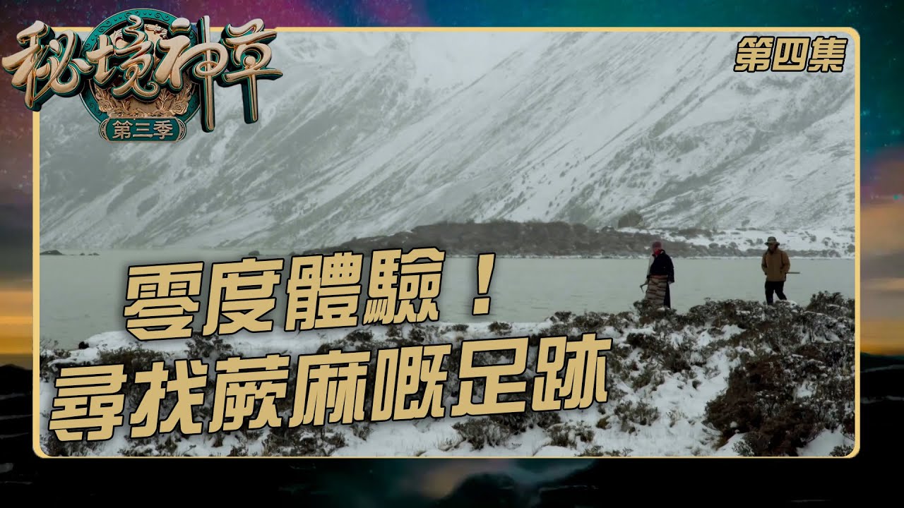 秘境神草 III ｜零度體驗！尋找蕨麻嘅足跡｜蕨麻｜紀錄片