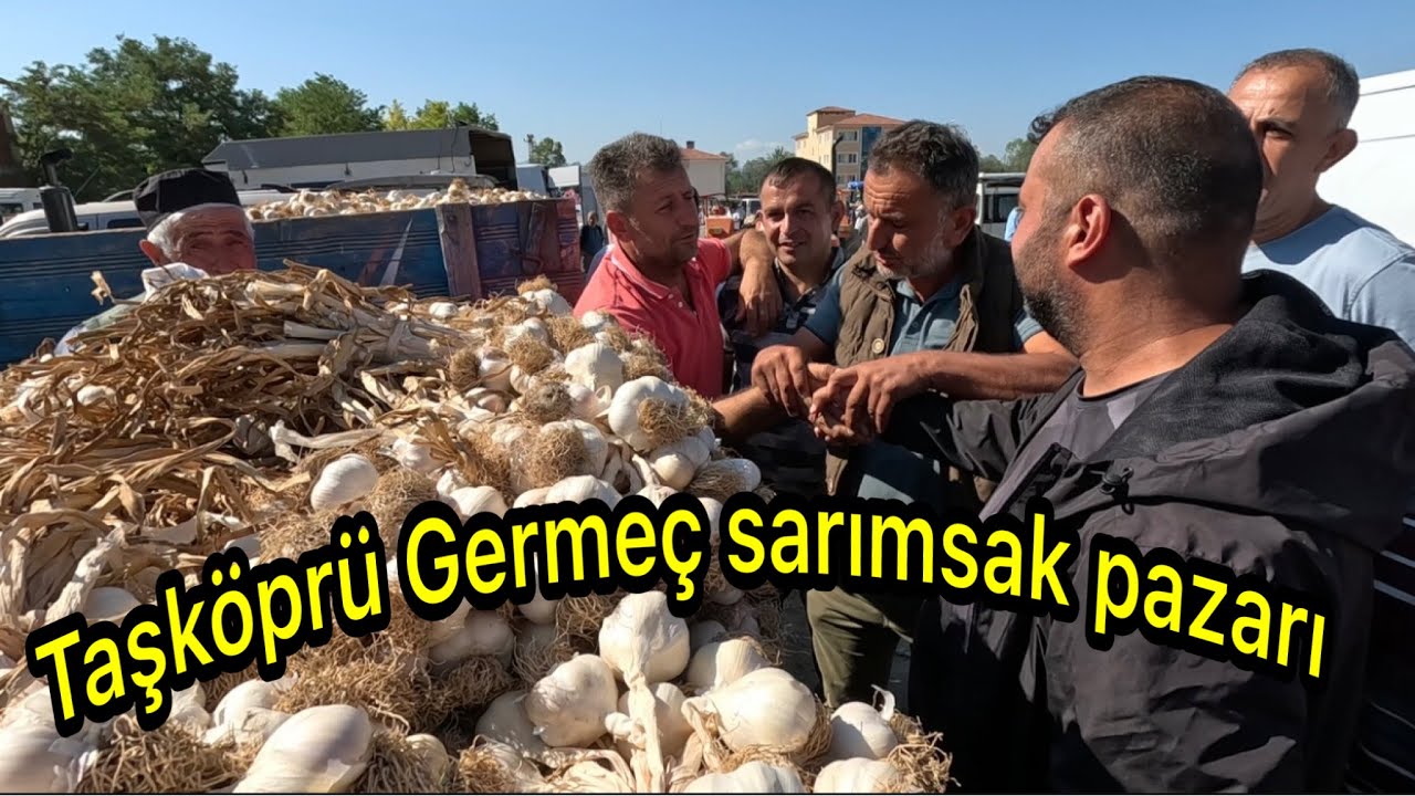 Kastamonu Taşköprü Germeç ( Ala Tarla) sarımsak pazarı 08/08/2024