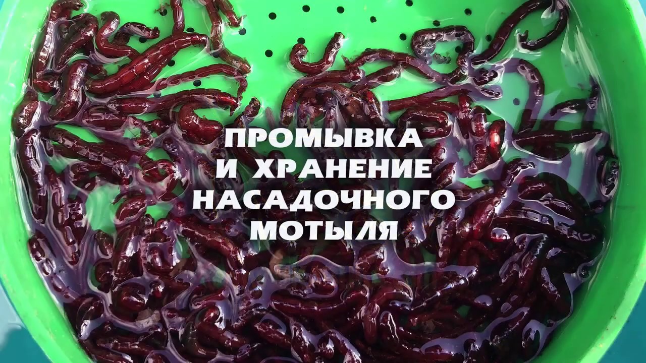 Промывка и хранение крупного мотыля