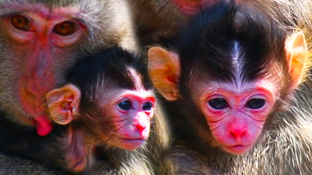 Gorgeous a little baby monkey and mom really love with take care