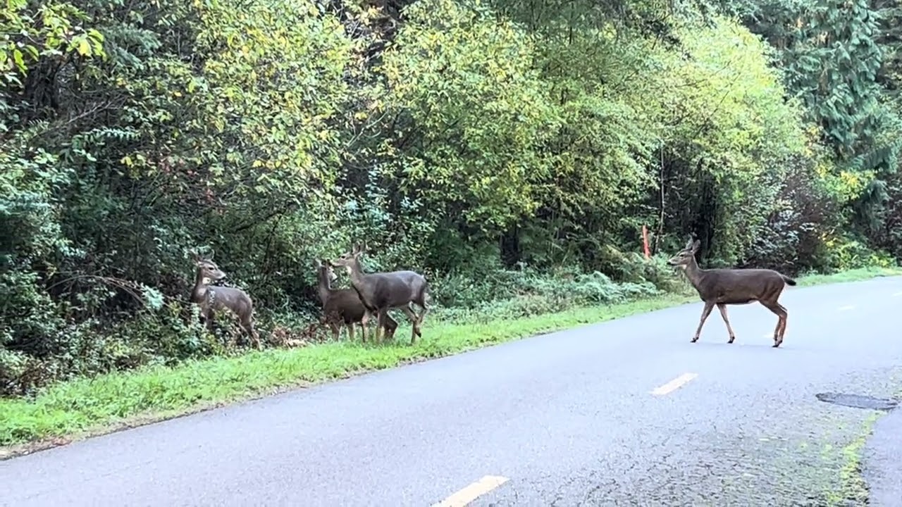 Deer in the wild (可愛的小鹿）