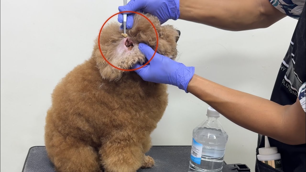 Poodle very dirty ears need cleaning 