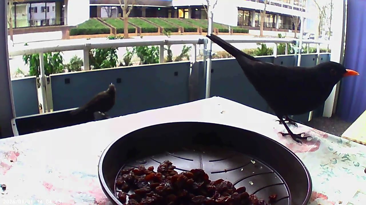 Blackbirds 02