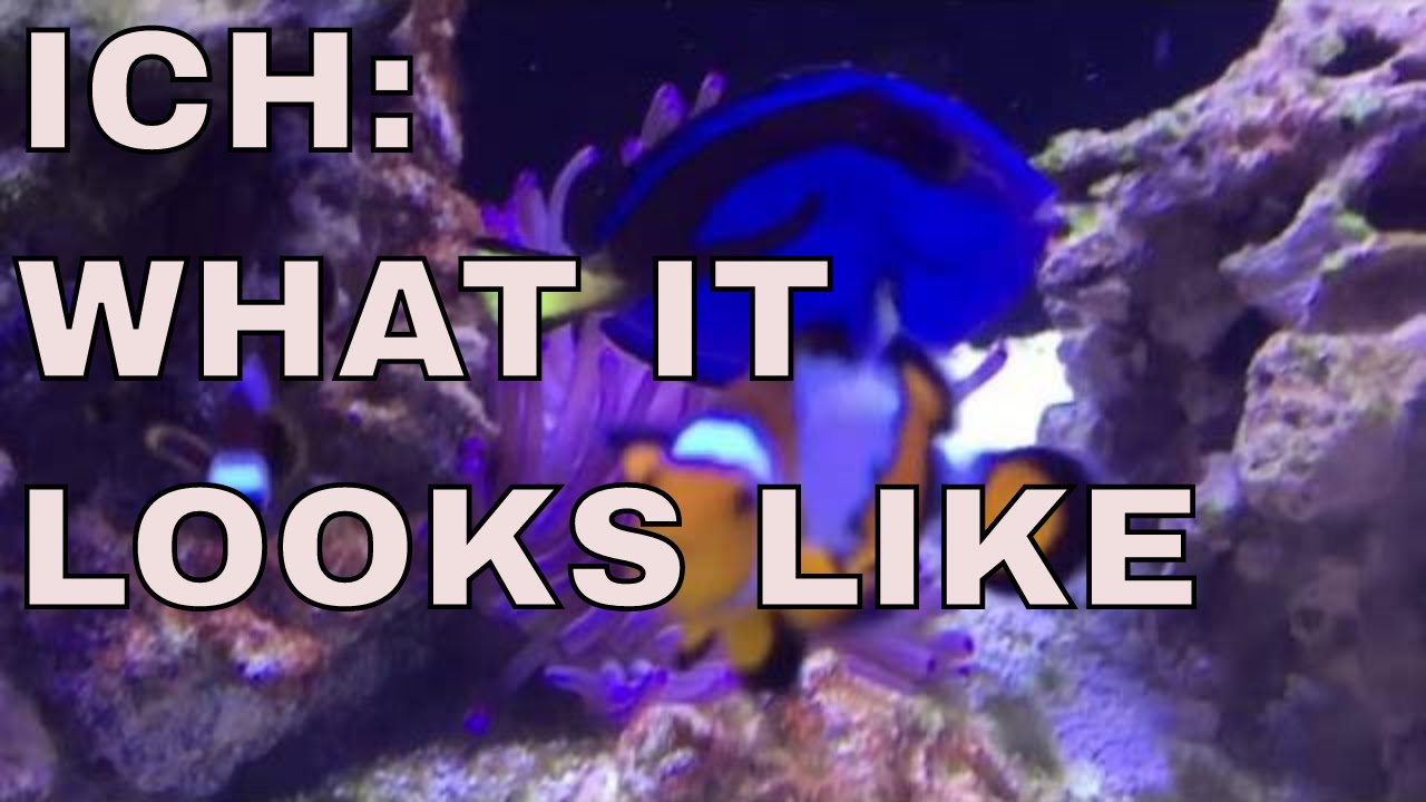 ich on fish : ich parasite killing fish