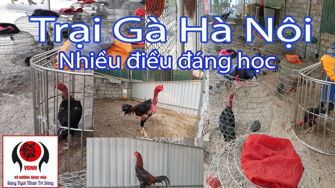 Thăm trại gà lớn ở Hà Nội có nhiều thứ hay để tham khảo | Nguyễn Viết Hòa