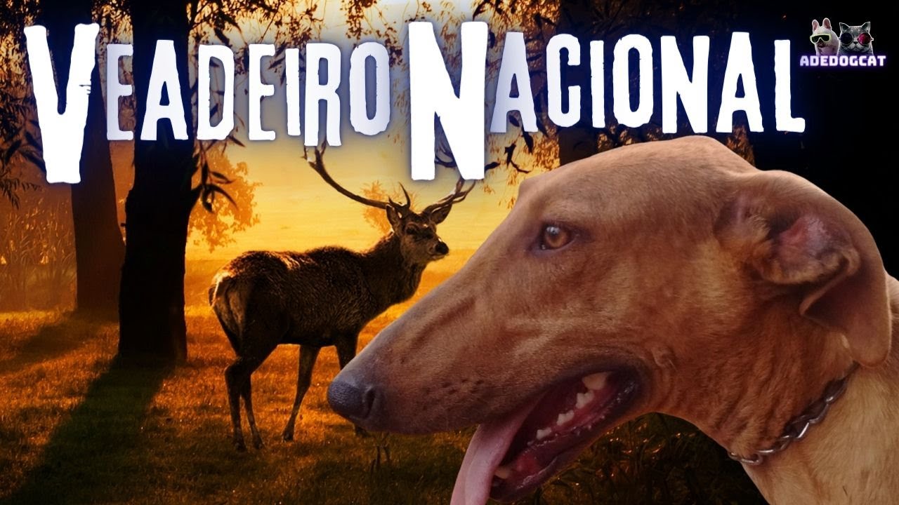VEADEIRO NACIONAL-ADEDOGCAT(VEADEIRO PAULISTA)