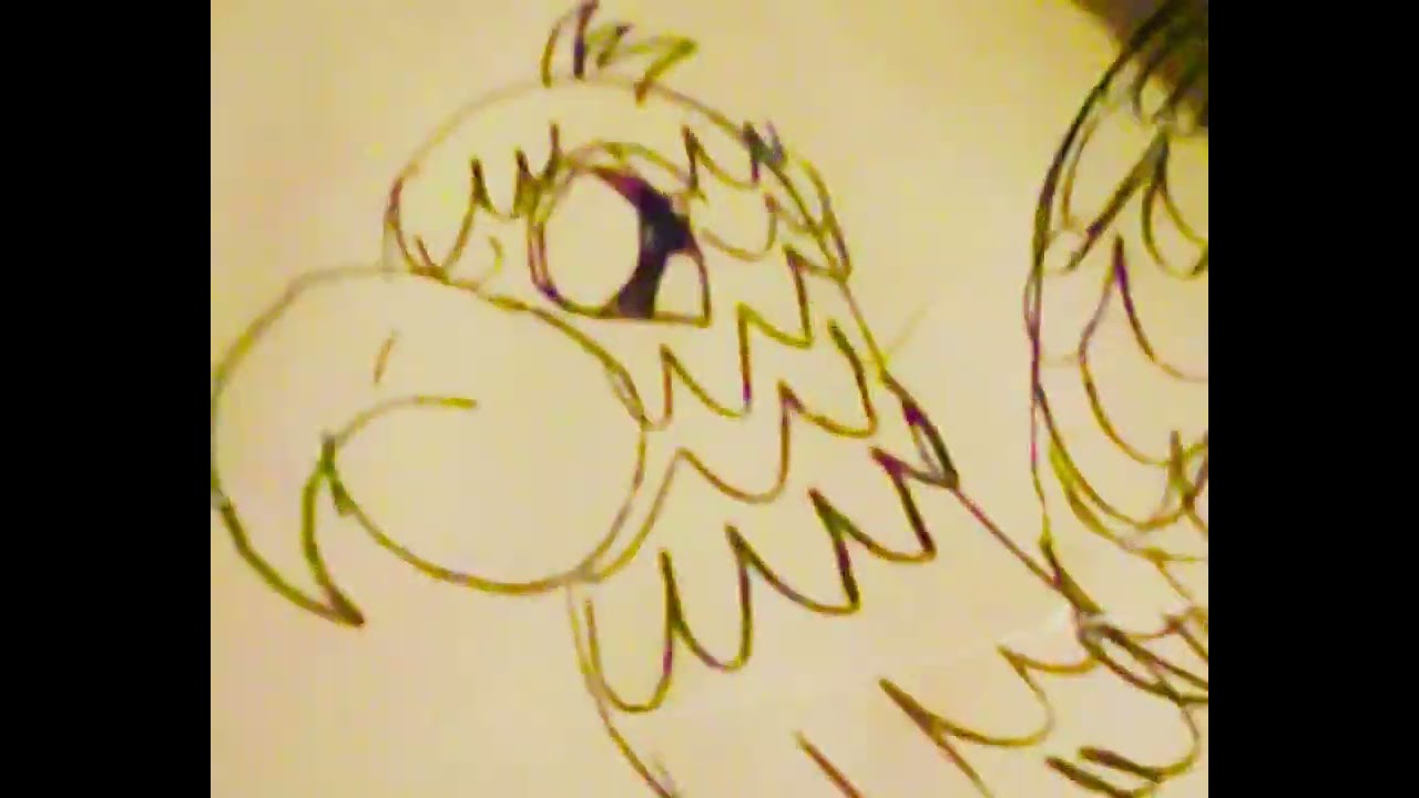 Draw a Parrot Art Markers Pencils  For Kids Hub