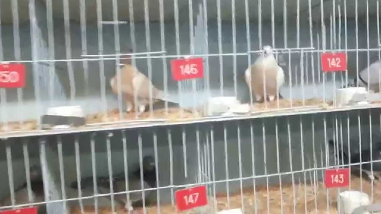 Pigeons fancy society of NSW young bird show. English show racer.