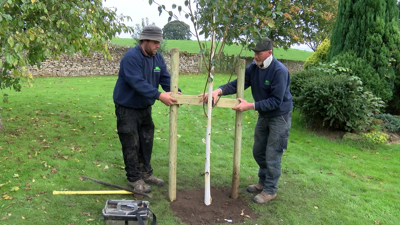 How to stake a tree - Wykeham Mature Plants