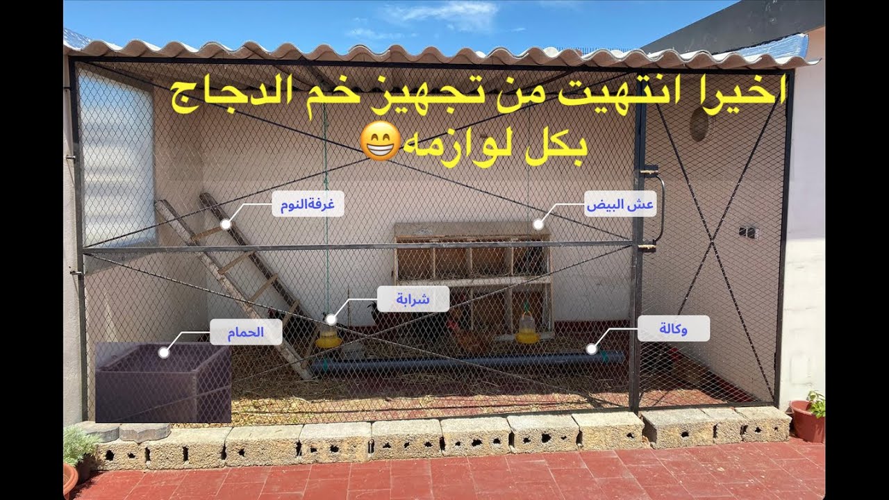 تربية الدجاج البلدي على السطح الشكل النهائي لخم الدجاج مع التكلفة