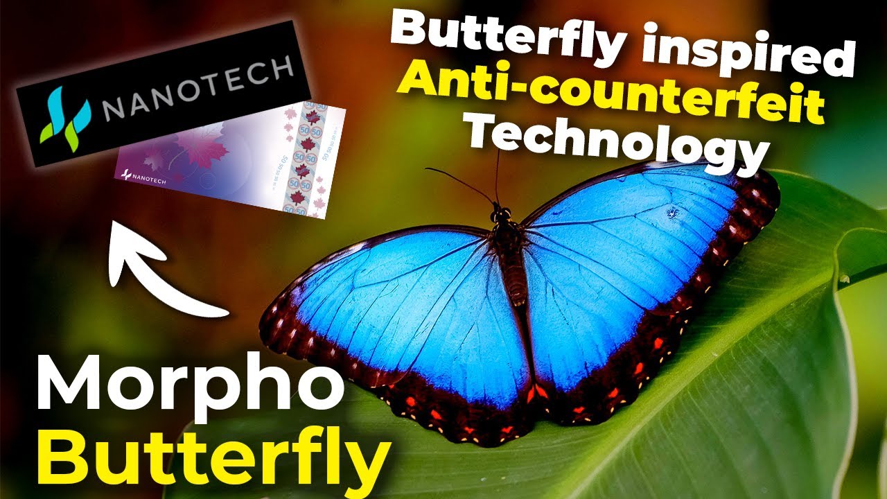 Morpho Butterfly | Butterfly inspiredAnti-counterfeit Technology!