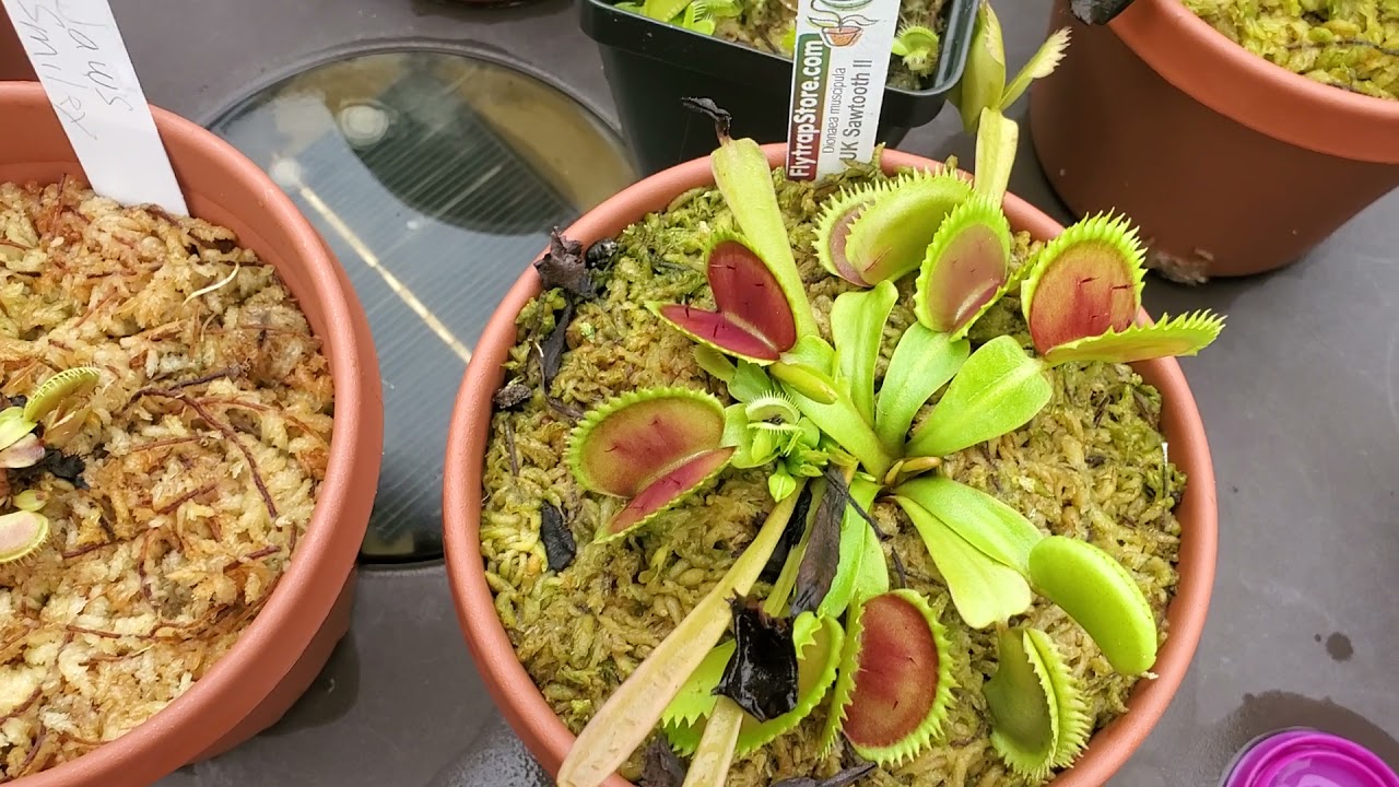 venus flytrap collection update and showcase