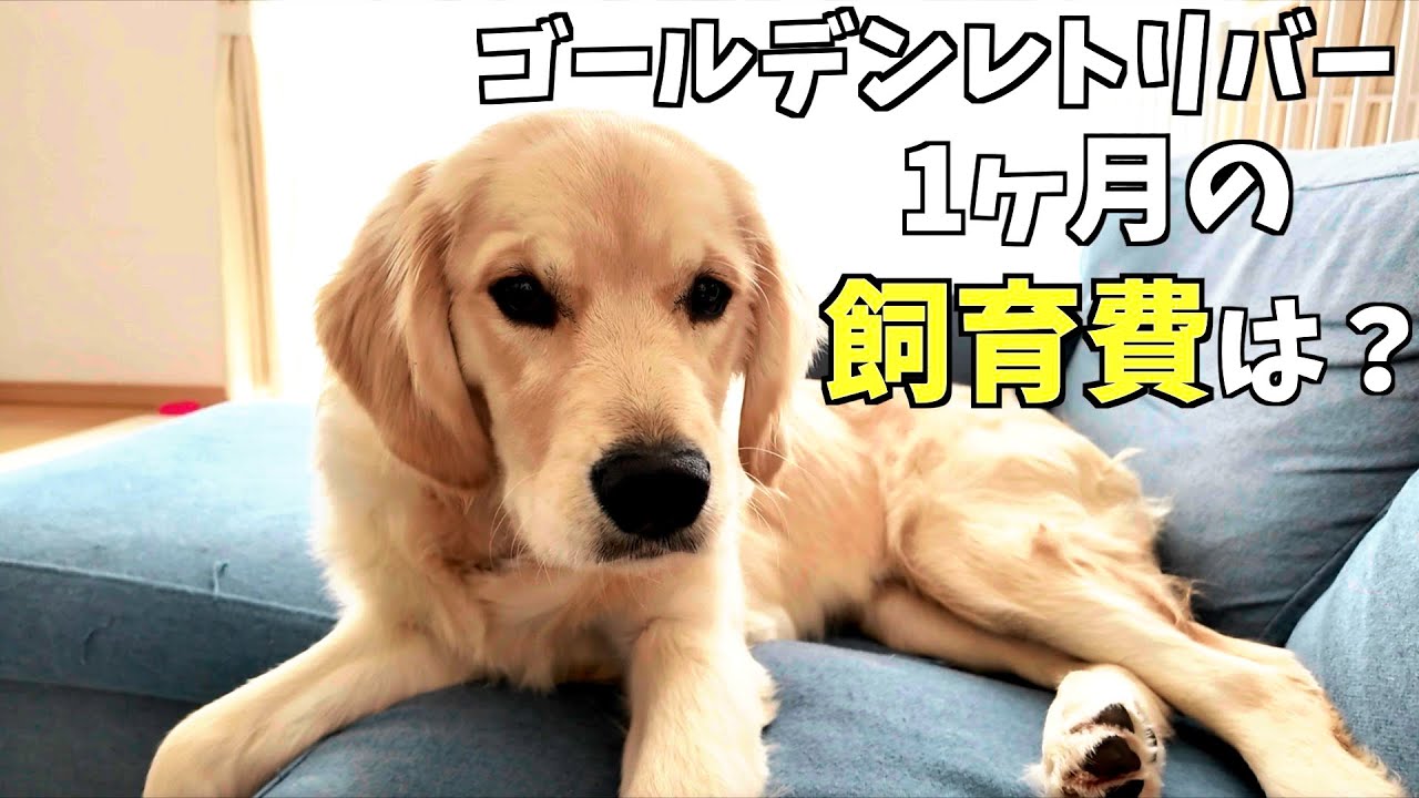 いくらかかるの？ゴールデンレトリバーの飼育費用を赤裸々に語ります。憧れだけでは家族になれないお金事情・・・（花#18）
