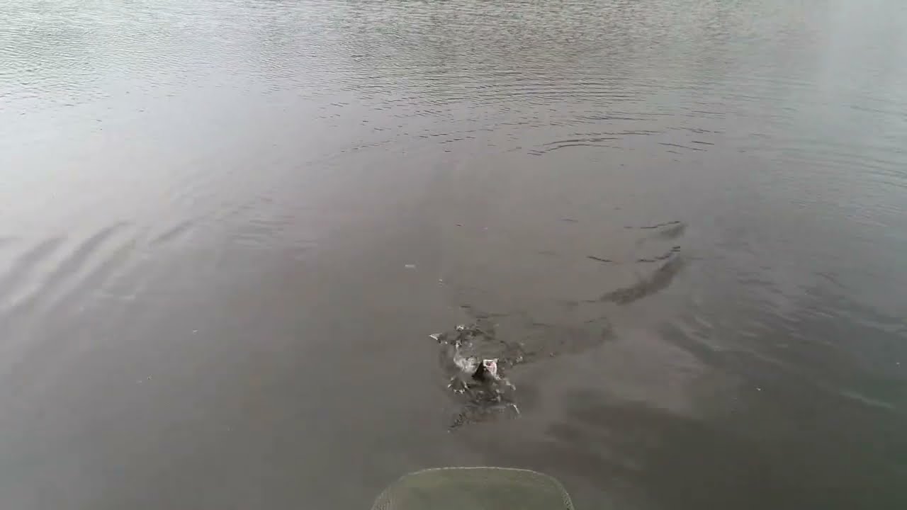 Fly fishing for trout at Knitsley Mill trout lakes