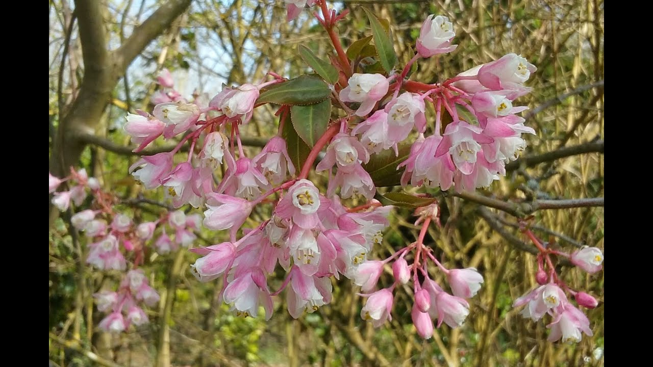 Staphylea holocarpa 'Rosea' (Chinese Bladdernut)