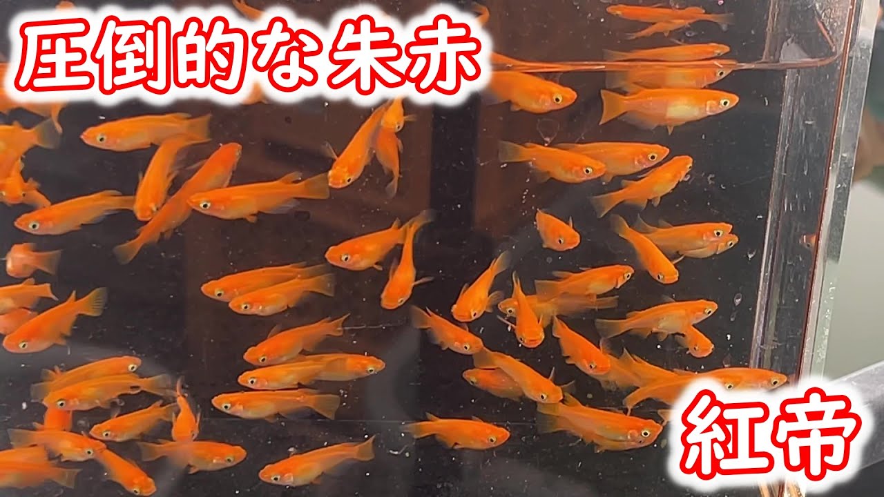 【めだか】タイトルの紅帝は最後に出ます。Ｂ型おやじ