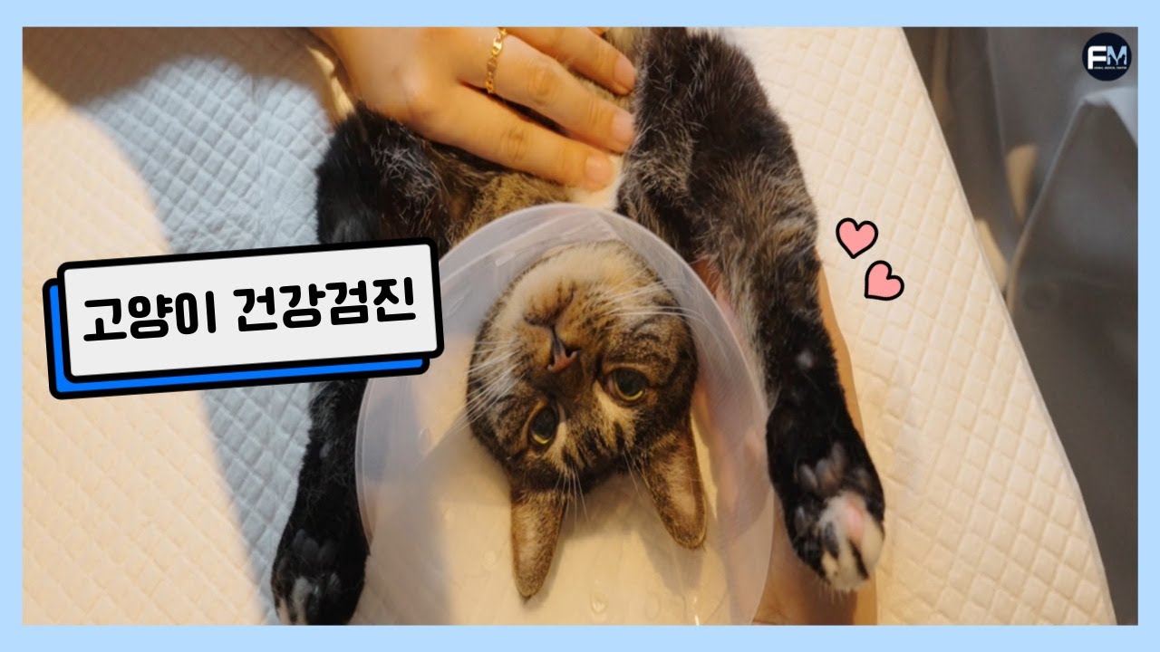 [동물병원 일상] 🐱 고양이 건강검진 | 24시 동물병원 | FM동물메디컬센터의 건강검진 프로그램