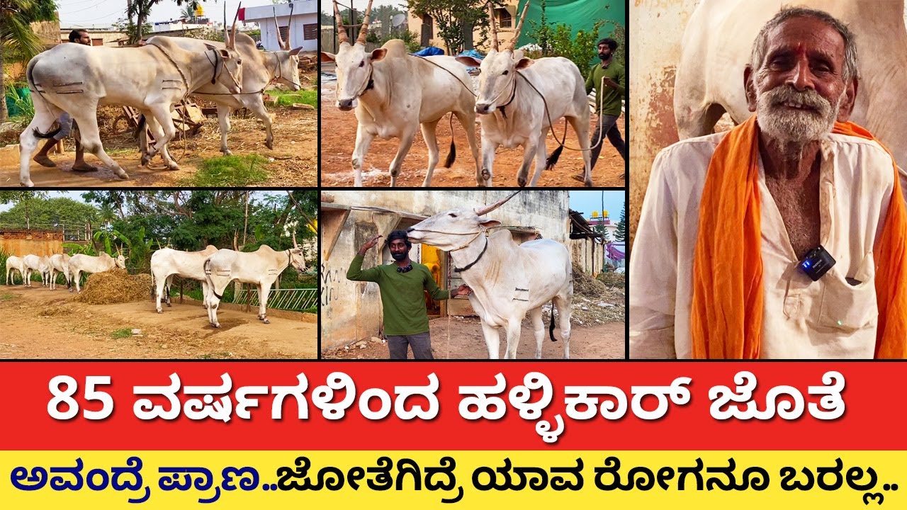 85 ವರ್ಷದಿಂದ ಹಳ್ಳಿಕಾರ್ ಜೊತೆ ನಾನು l Hallikar bulls l How to grow Hallikar breed cow l hallikar food