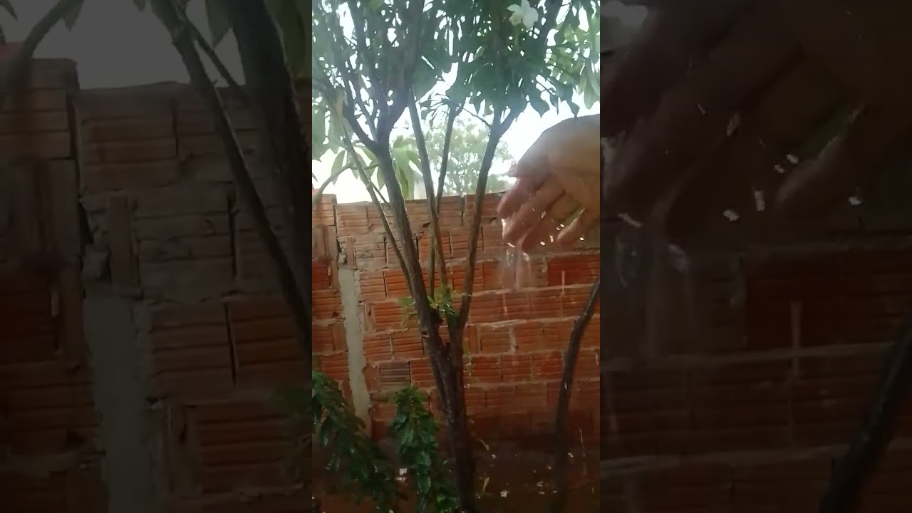 Chuva nu sertão 