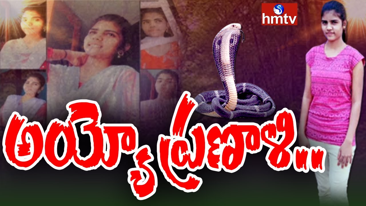 పాములు పగపడతాయా | Special Story | hmtv