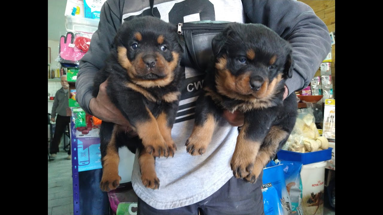 Cachorros Rottweilers crecimiento nacimiento hasta el mes