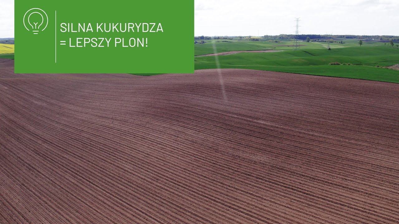 🌽 Jak prawidłowo odżywiać kukurydzę? Sprawdź skuteczne metody nawożenia! 🌽