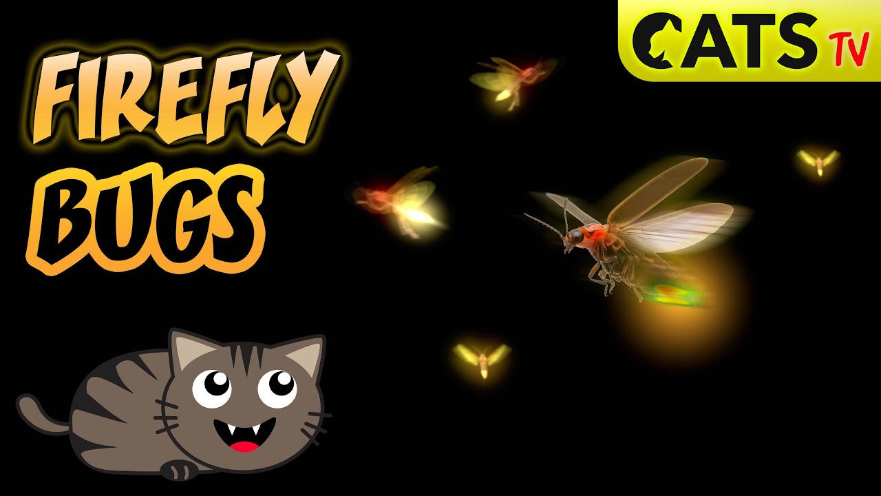 CATS TV 😻 📺  CATCH the Firefly 🦟💡 Game for cats 🔊 3D Sound